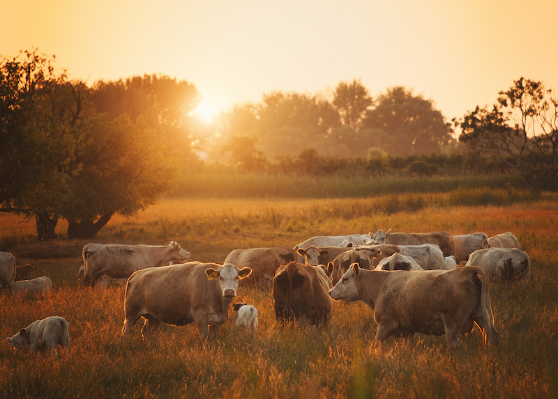 Livestock Risk Protection Services by Agri-City Insurance: image of cattle grazing.