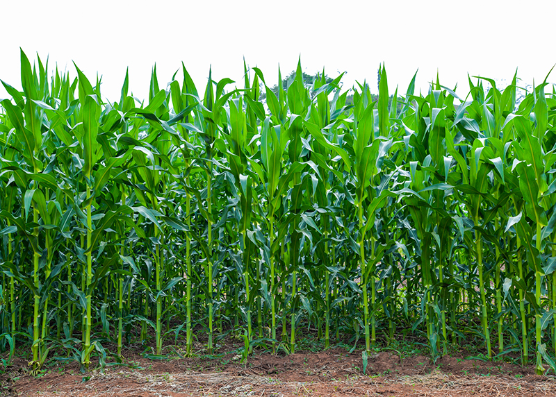 Healthy corn field