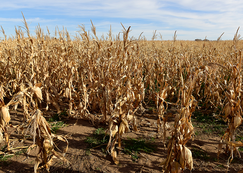 Wind damaged corn