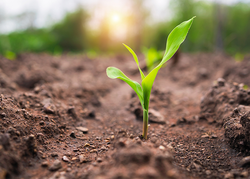 Young field corn springing from the ground