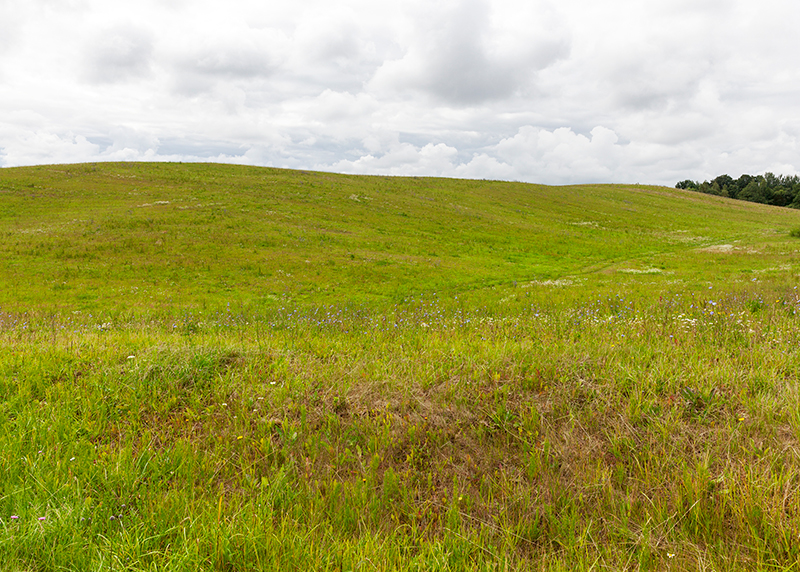 Pasture, Rangeland, & Forage (PRF) protection from Agri-City Insurance: picture of grassland