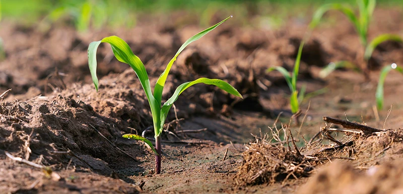 Young corn popping out of the ground.