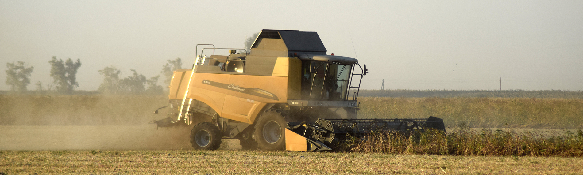 Soybean Harvesting